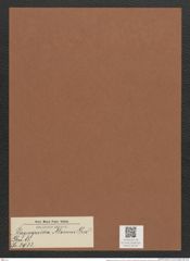 Plagiogramma atomus Grev. (de-Toni-Nr.: Genus 83, Species 2933) Zeichnungen Sammlung Grunow Mappe 03102 (Herbarium_W_Grunow_drawings_Folder_03102)
